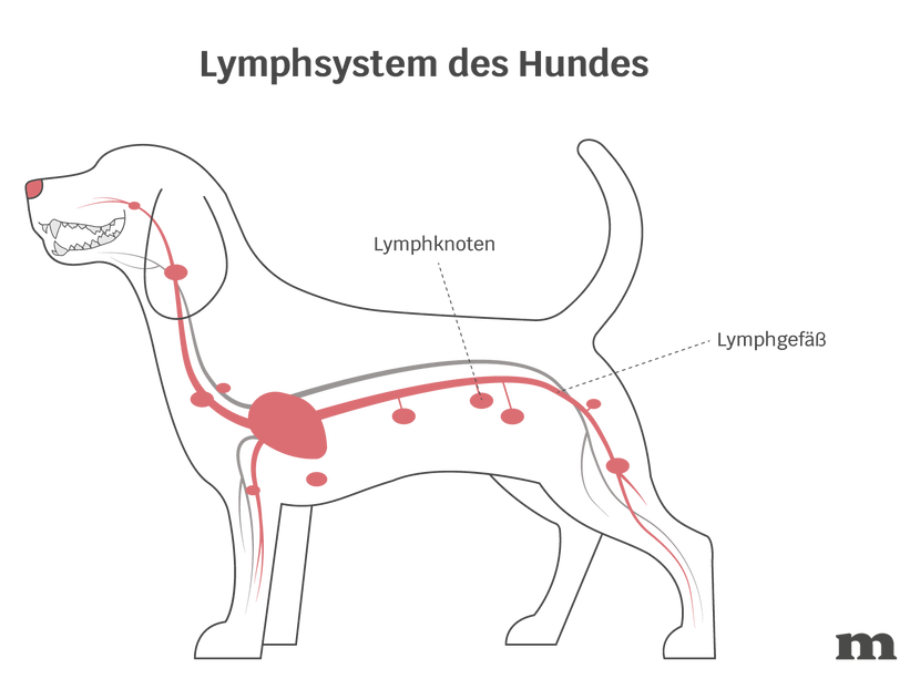 Lymphsystem des Hundes - Illustration