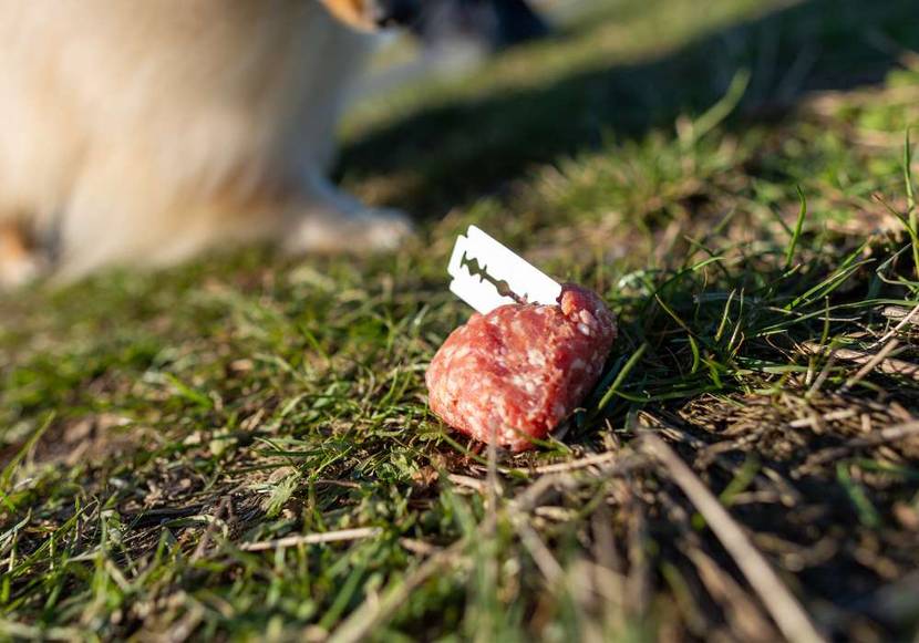 Giftköder für Hunde mit einer Rasierklinge in der Leberwurst