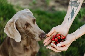 Dürfen Hunde Erdbeeren essen?