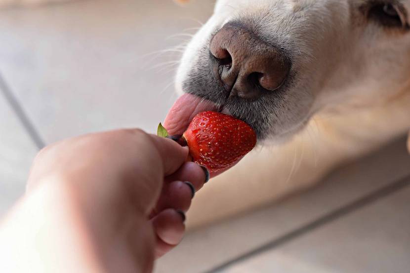 Hund isst Erdbeeren