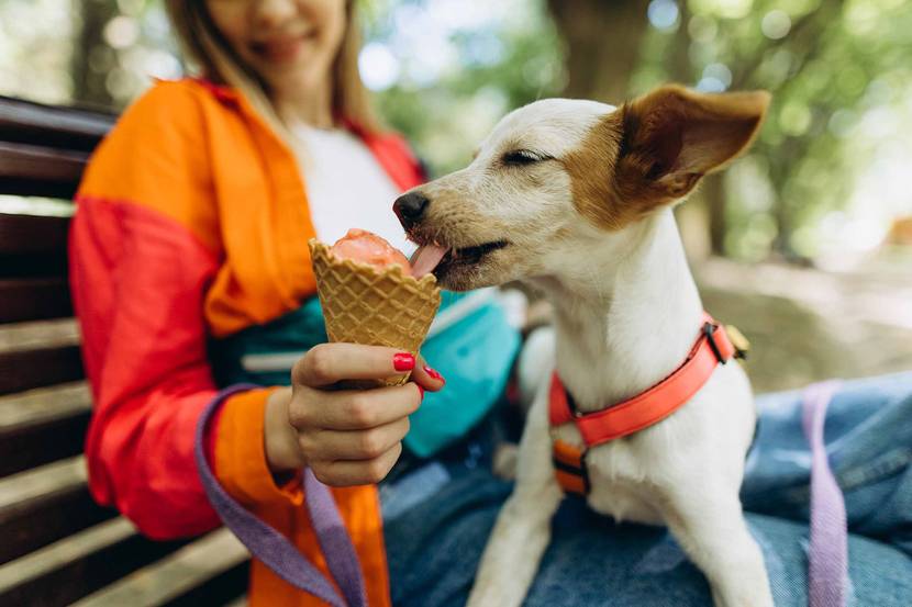 Hund der an einem roten Eis schleckt