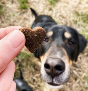 Hund mit Snack