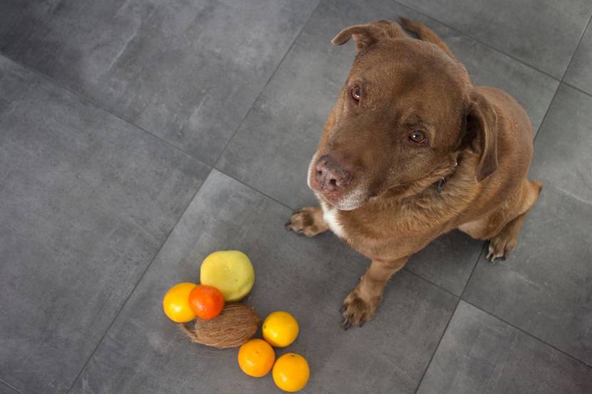Hund mit Orangen
