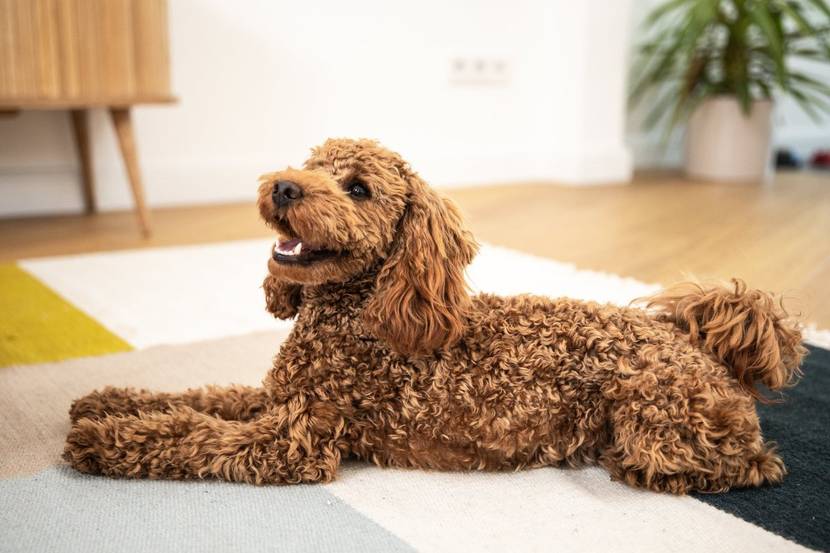 brauner Hund auf Matte liegend