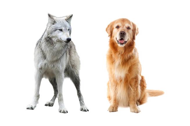 Der Vergleich zwischen Hund und Wolf