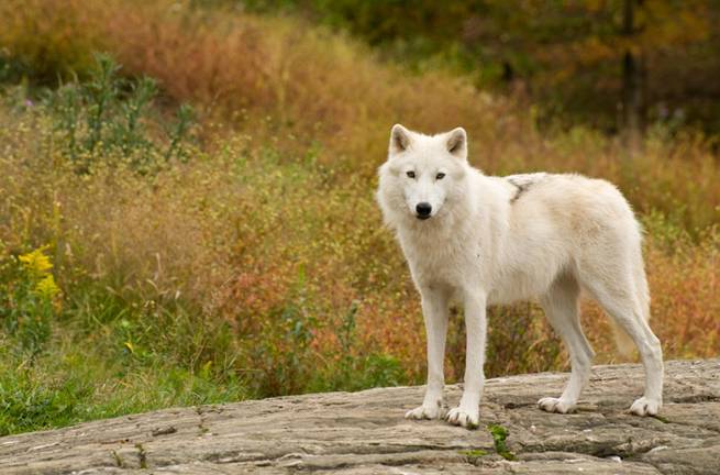 Ein weißer arktischer Wolf