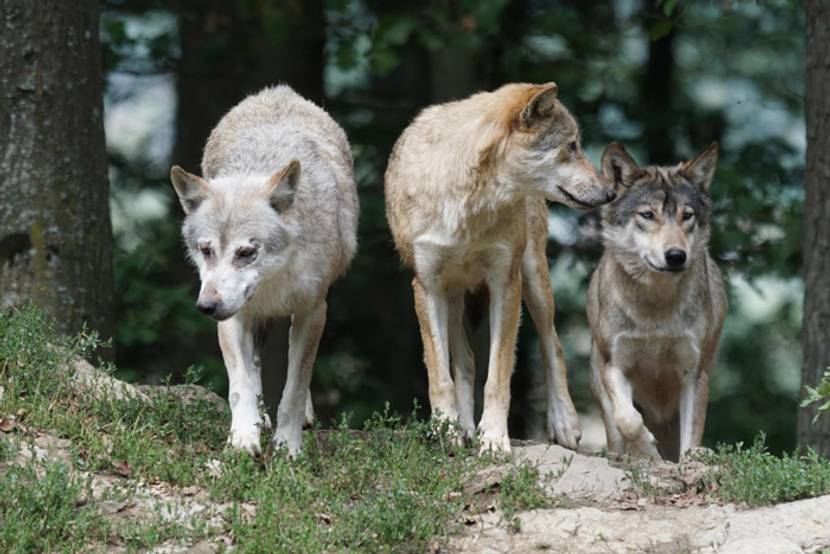 Wölfe im Rudel auf der Jagd