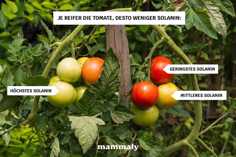 Reifegrad und Solanin in Tomaten