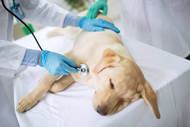 Tierarzt untersucht den Hund auf Krankheiten