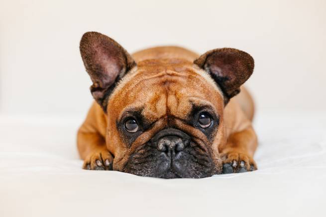 Französische Bulldogge als brachycephale Rasse mit häufigen Atemproblemen
