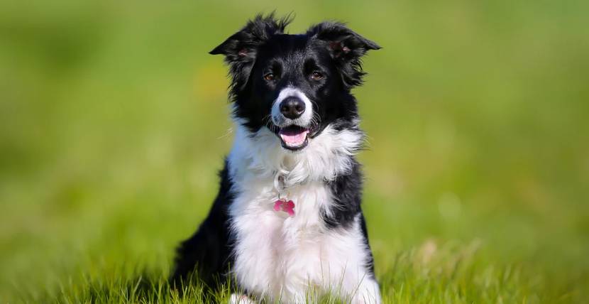Hund auf einer Wiese