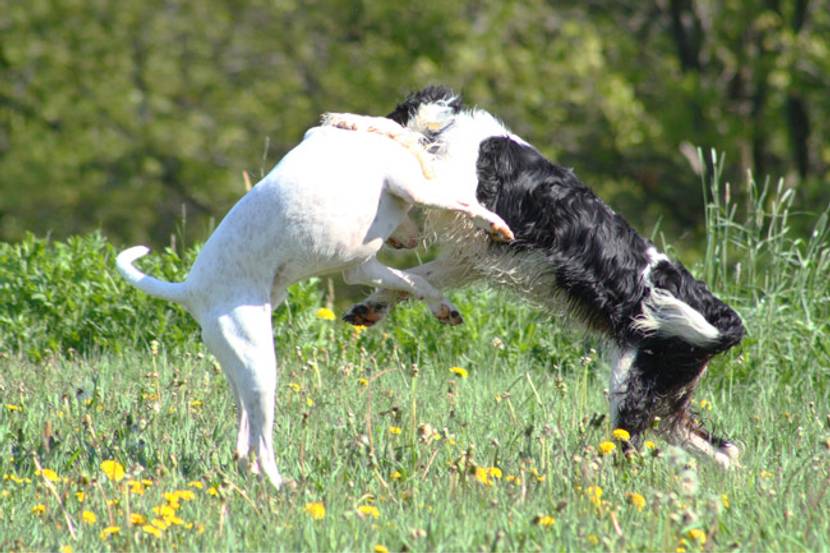 hund intensiv spielen