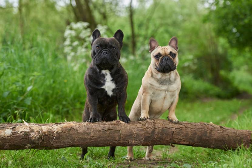 franzoesische bulldogge brachycephaler hund