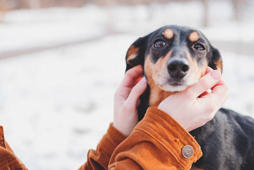 hund streicheln beruhigung