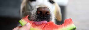 hund frisst ein stuck wassermelone