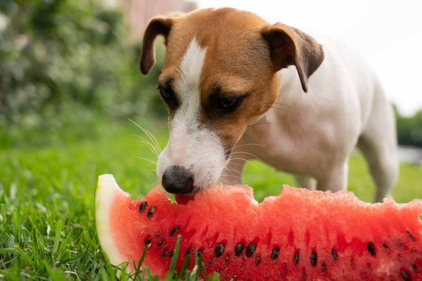 kleiner hund frisst wassermelone