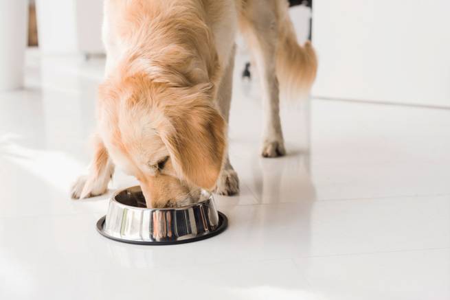 Hund isst Bierhefe aus dem Napf