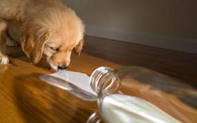 Dürfen Hunde Milch trinken?