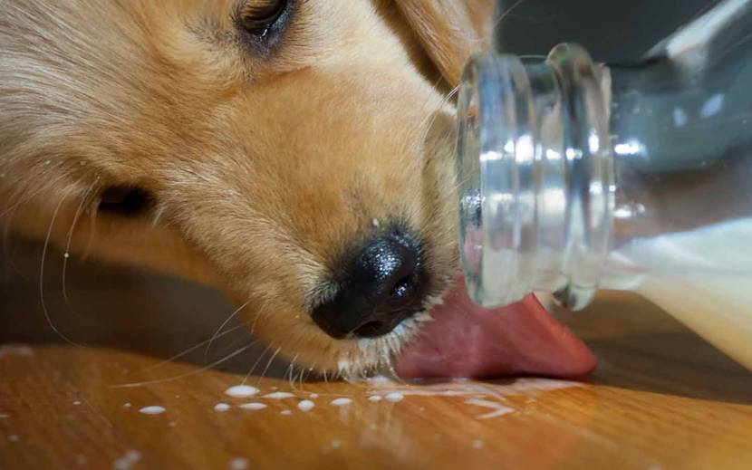 Dürfen Hunde Kuhmilch trinken? Ja oder nein?