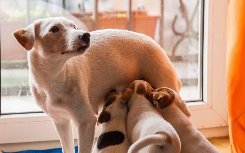 Sind Hunde laktoseintolerant?