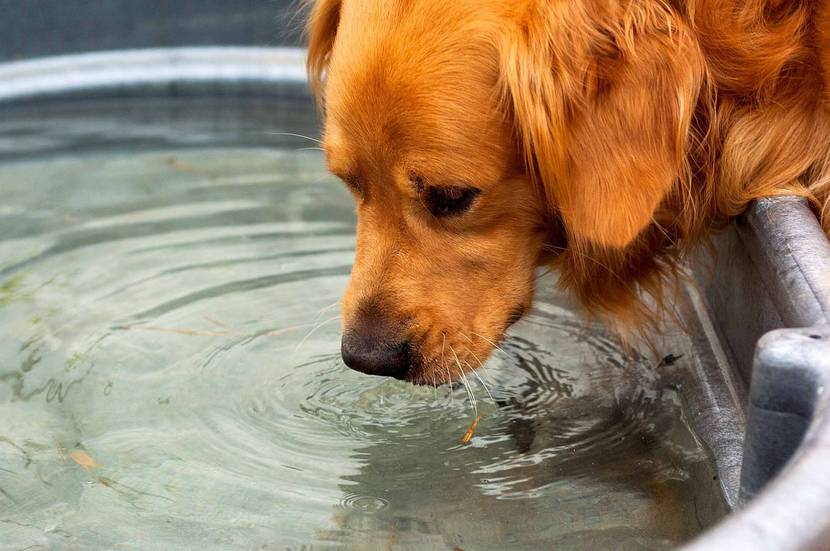 Dürfen Hunde Milch trinken: Fazit