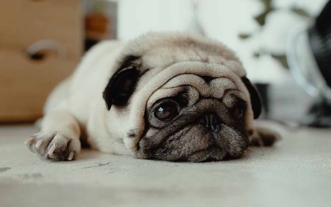 Der Mops als Beispiel für sogenannte brachycephale Rassen