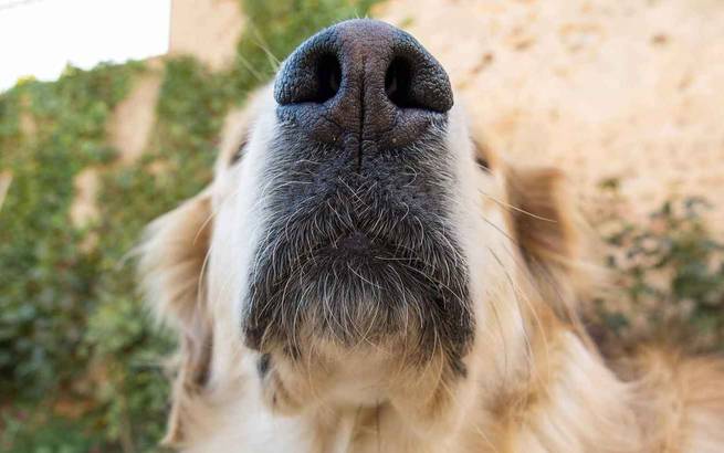 Die Hundeschnauze als empfindliches Organ beim Hund