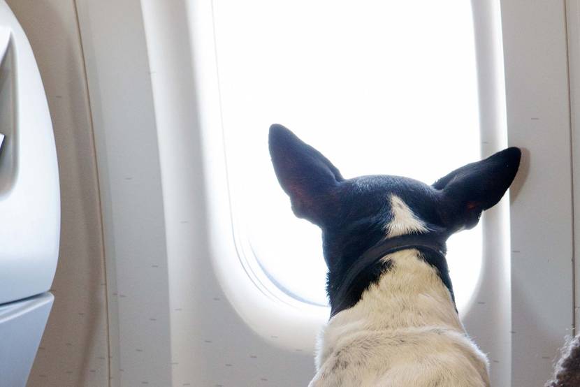 kleiner hund im passagierraum