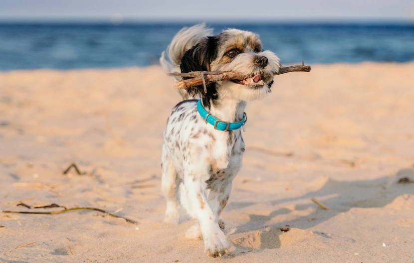 hund am strand in mallorca