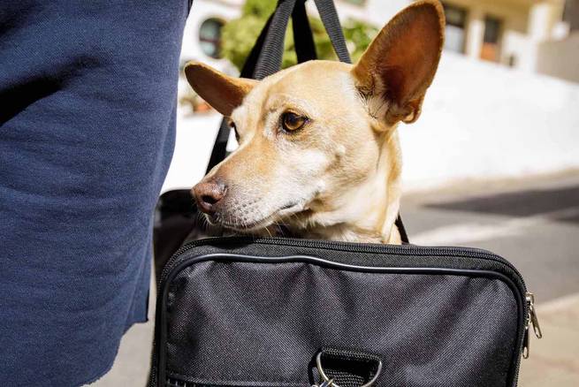 hund entspannt in einer hundetragetasche