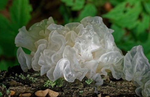 Fresh Tremella snow mushroom fungus.