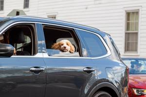 hund im auto