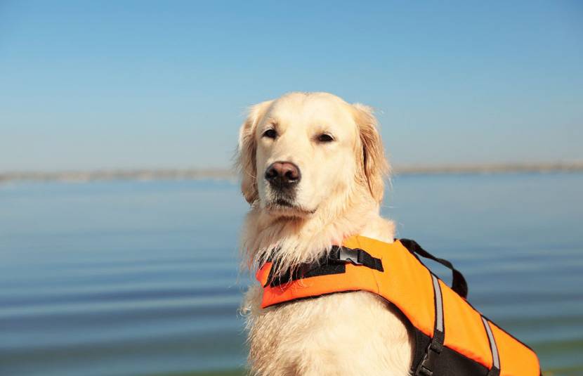 Hund im Schwimmweste