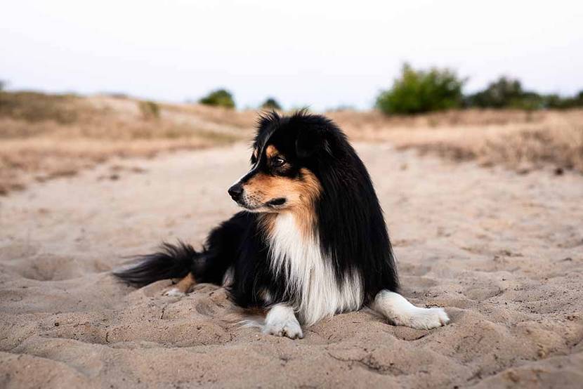 Hund am Strand in Urlaub