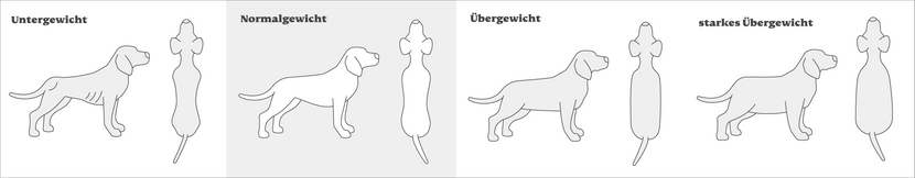 Die Gewichtsausprägungen beim Hund in der Übersicht