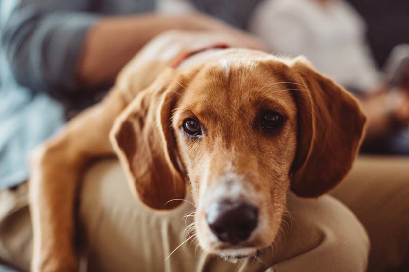 Alter Hund liegt mit Übergewicht auf der Couch