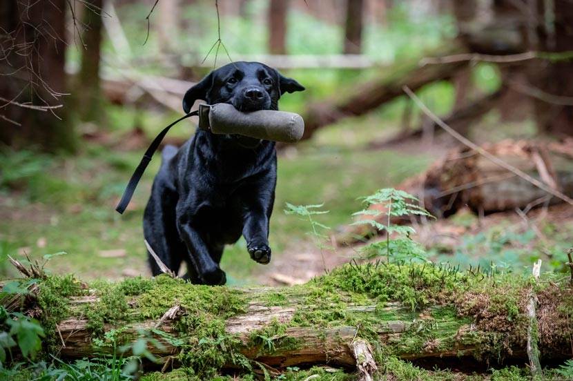 Hund springt durch den Wald