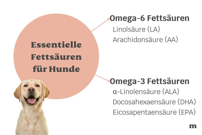 Essentielle Fettsäuren für Hunde