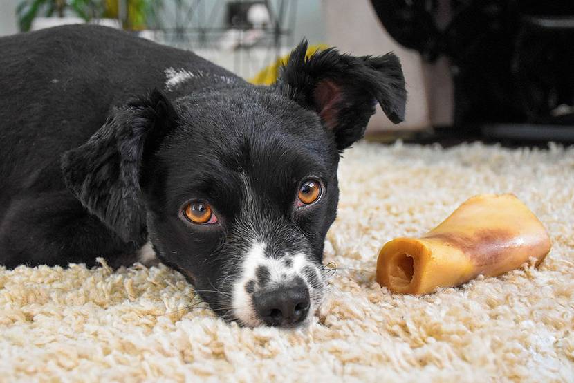 hund mit knochen