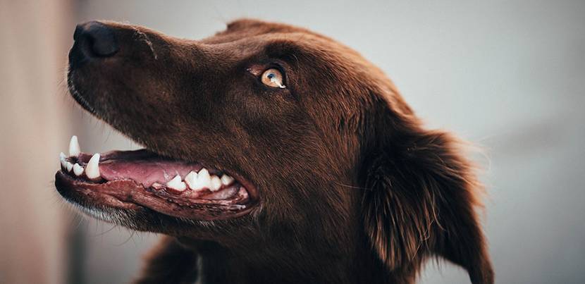 hundegebiss