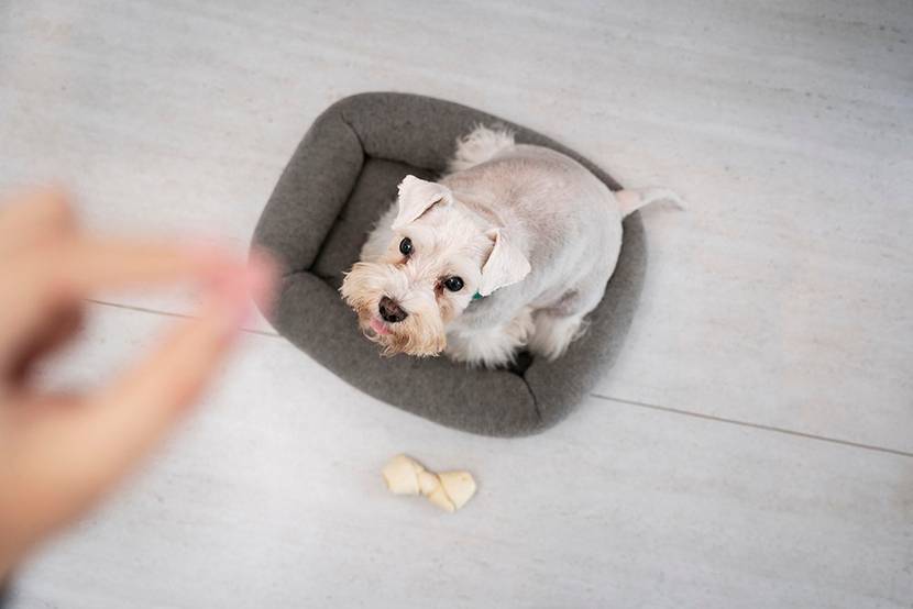 kleiner hund mit knochen