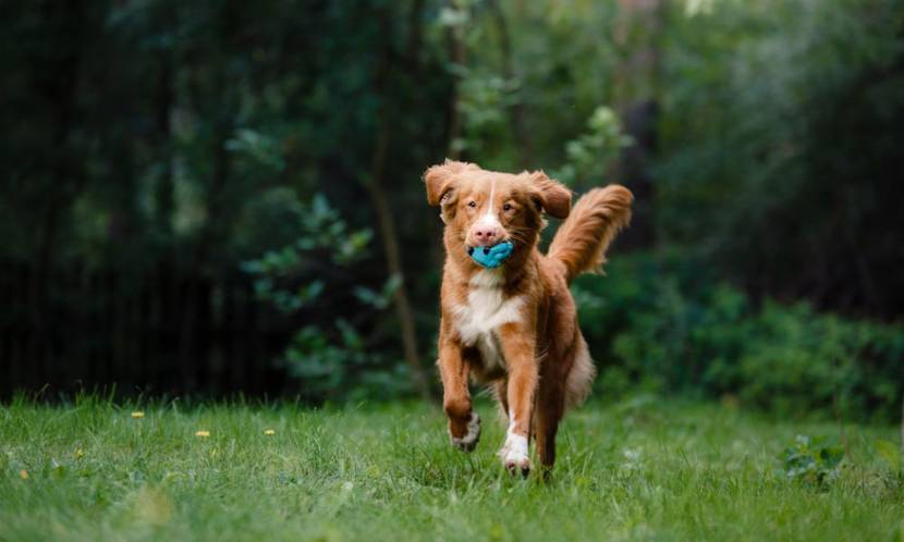 hund laeuft ueber wiese