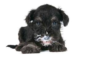 hund joghurt