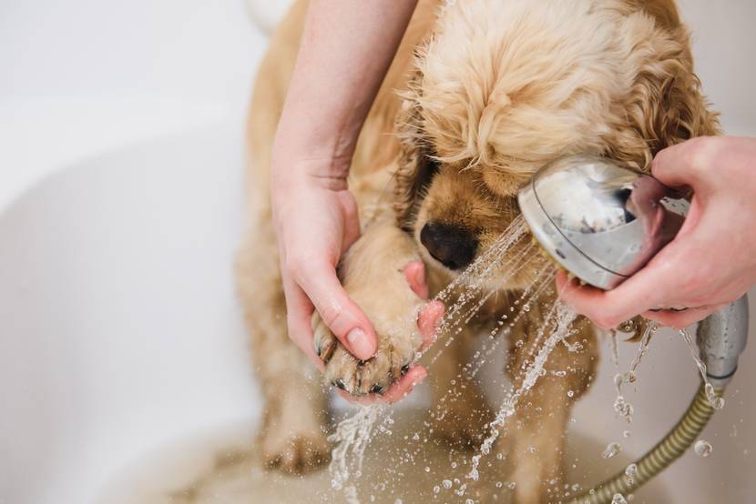 Hund wird geduscht