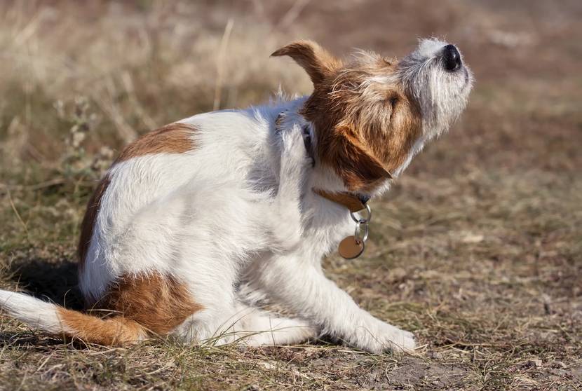 Häufige Ursachen: Was löst Juckreiz beim Hund aus?