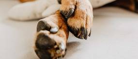 hunde pfoten