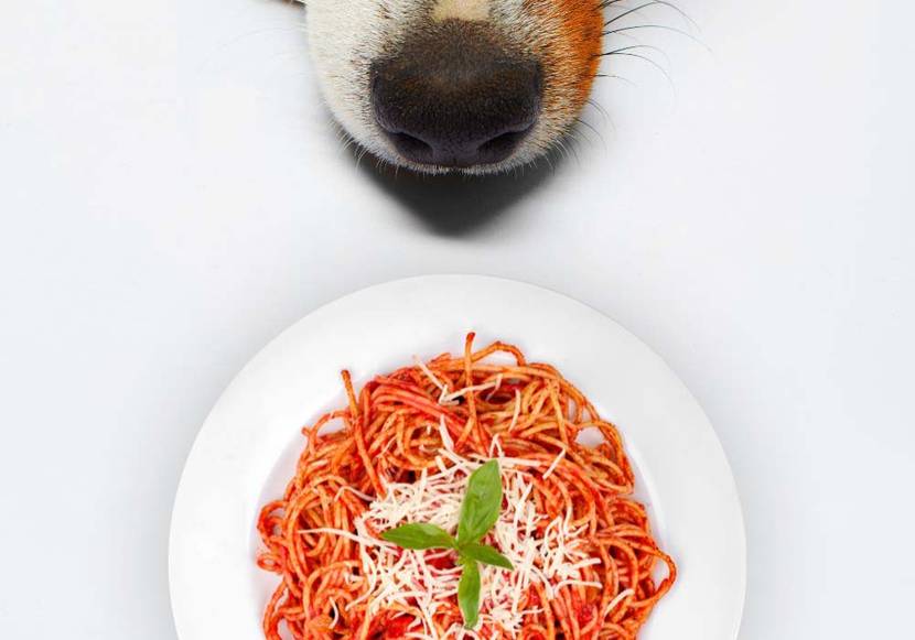 hund vor spaghetti mit tomatensoße