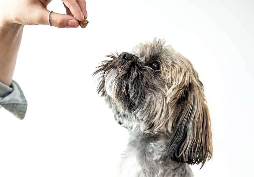 hund bekommt leckerli