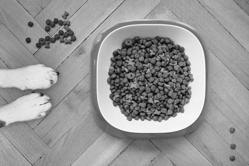 hundefutter sw
