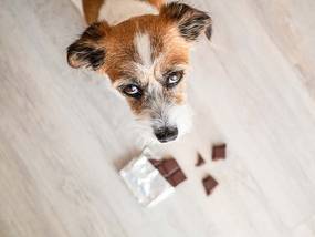 hund schokolade